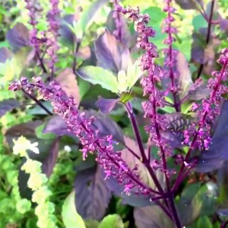 Basil, Holy (Tulsi), Purple Seeds