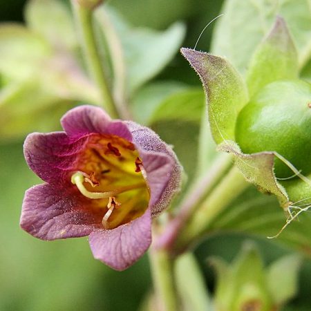 Belladonna Seeds