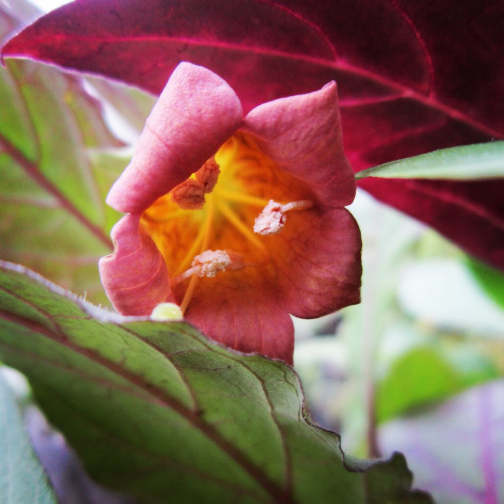 Belladonna Seeds