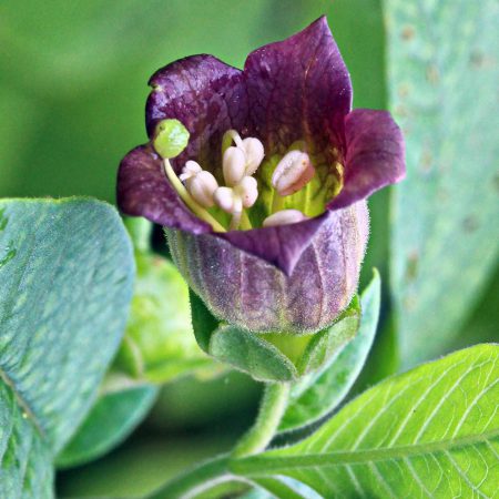 Belladonna Seeds