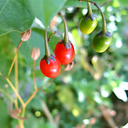 Belladonna Seeds