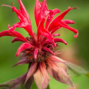 Bergamot, Red Bee Balm Seeds