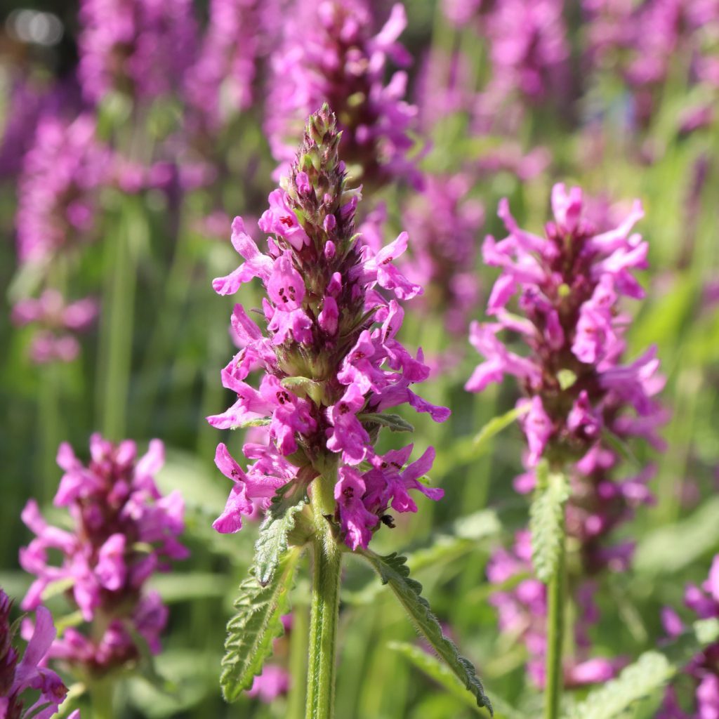 Betony, Pink Seeds