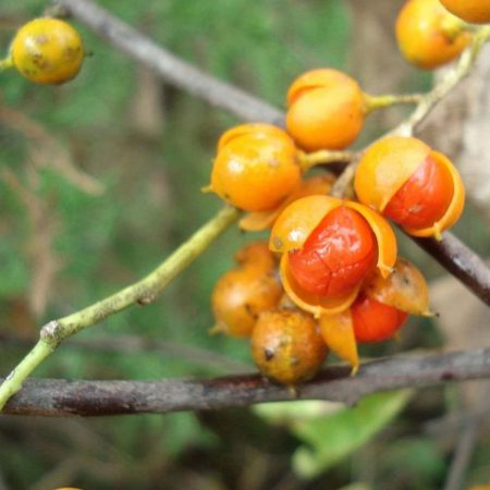 Bittersweet Seeds