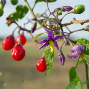 Bittersweet Nightshade Seeds