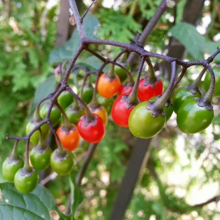 Bittersweet Nightshade Seeds