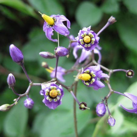 Bittersweet Nightshade Seeds