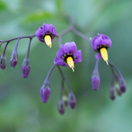 Bittersweet Nightshade Seeds