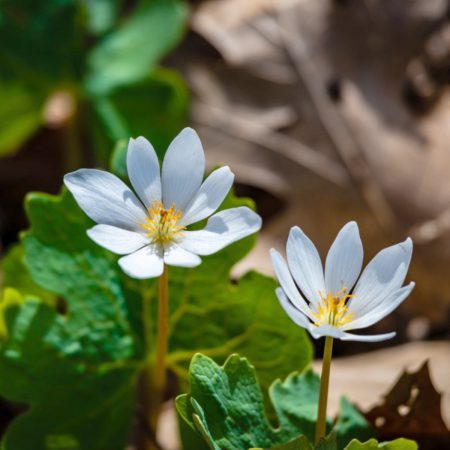 Bloodroot Seeds