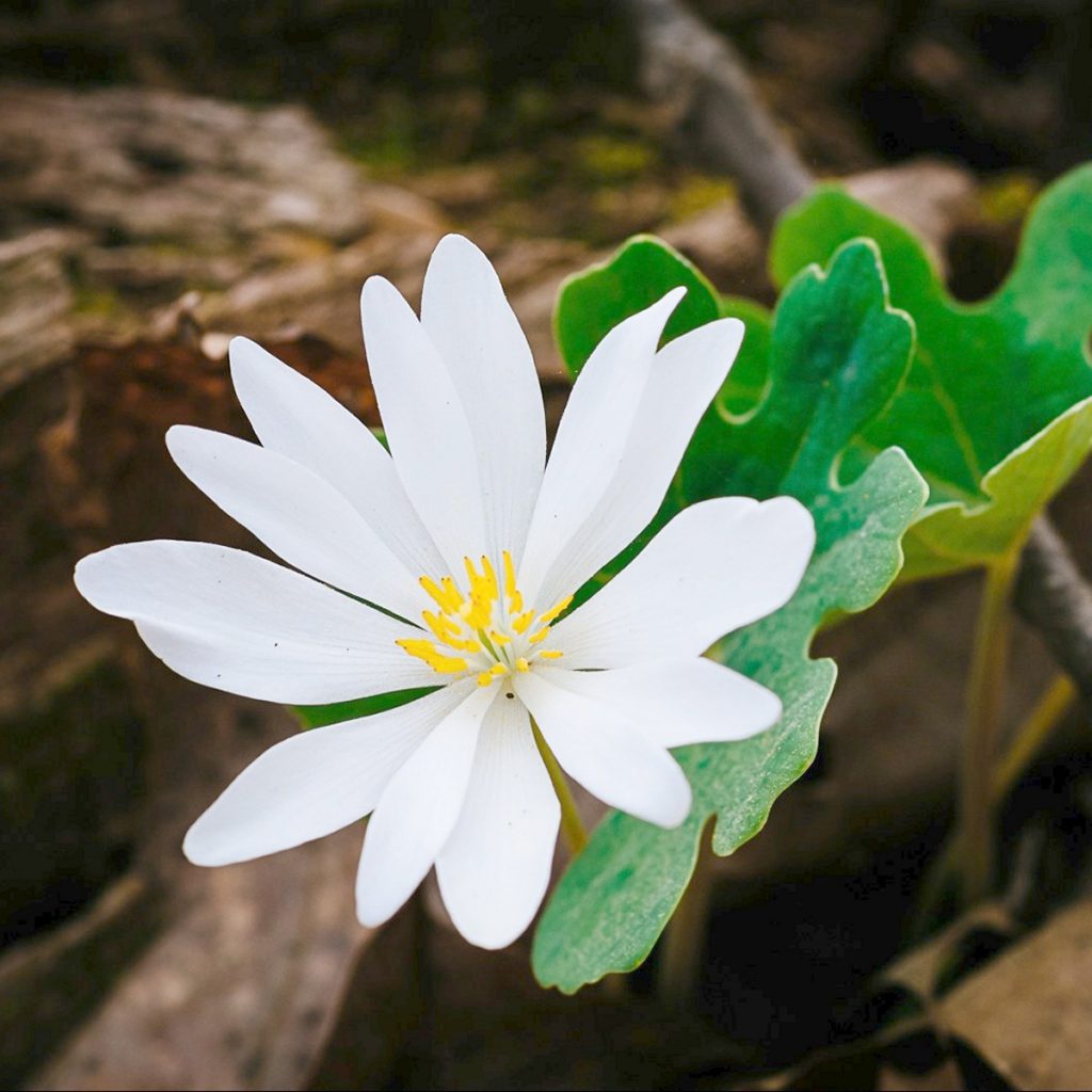 Bloodroot Seeds