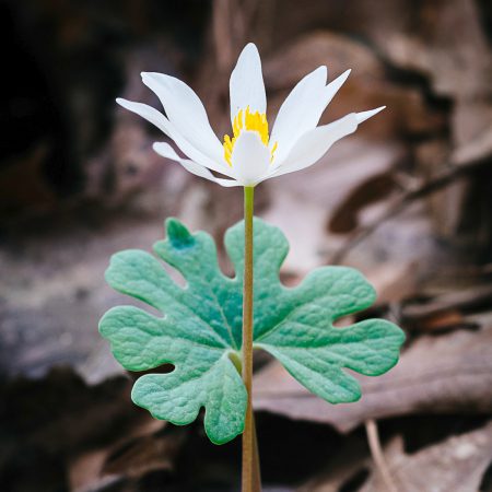 Bloodroot Seeds