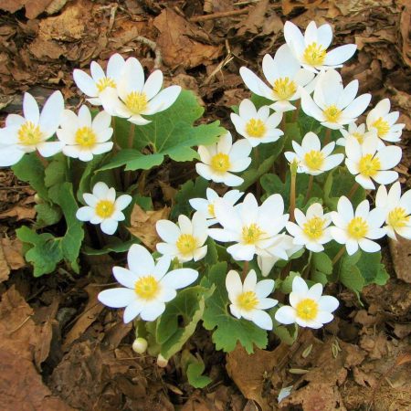 Bloodroot Seeds