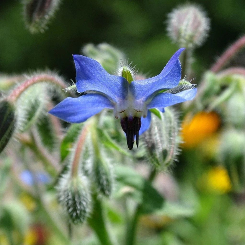 Borage Seeds