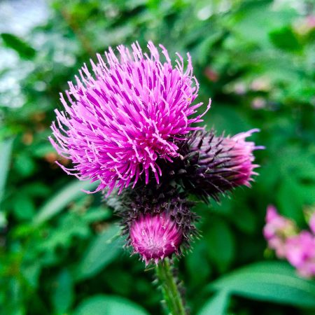 Burdock Seeds