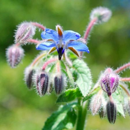Borage Seeds
