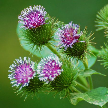 Burdock Seeds