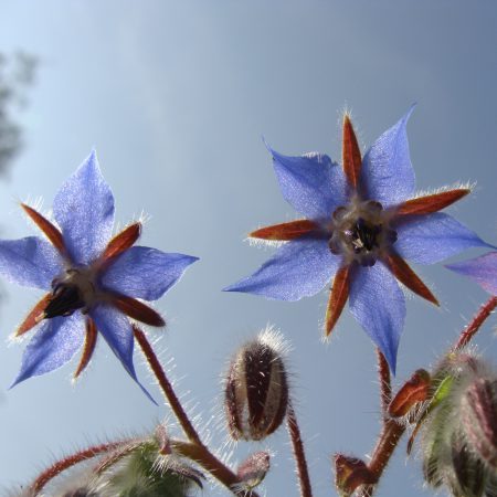 Borage Seeds