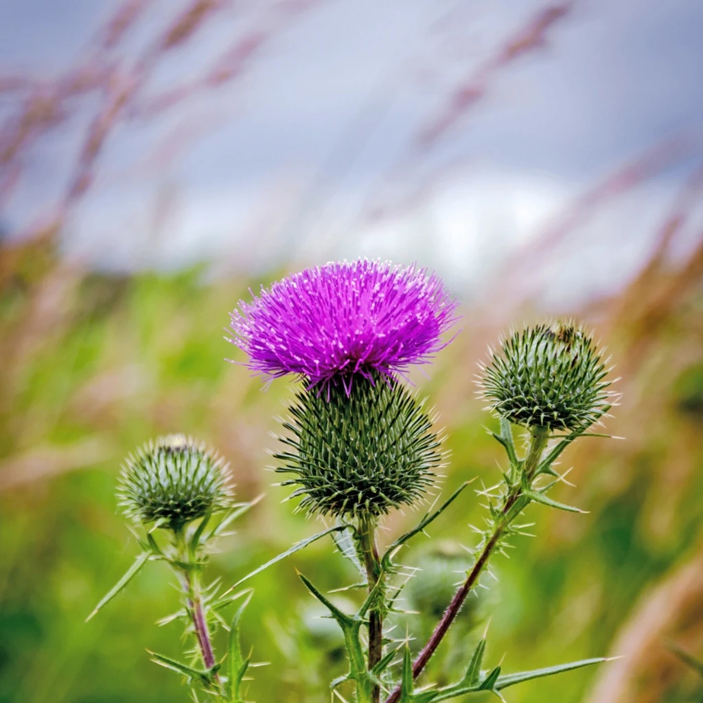 Burdock Seeds