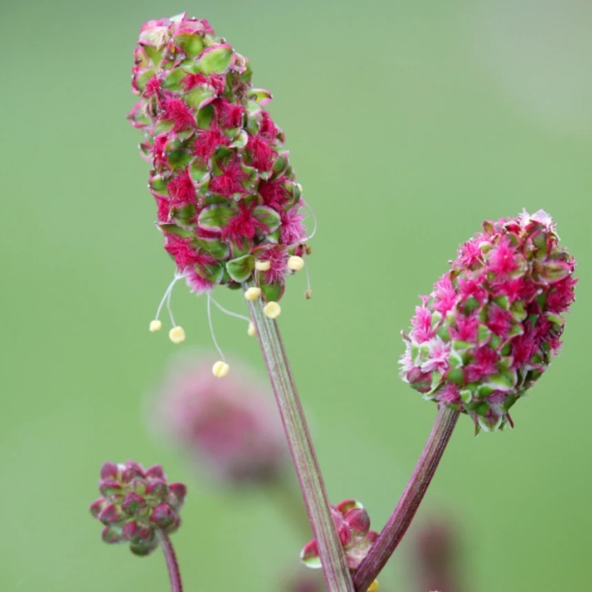 Burnet Seeds