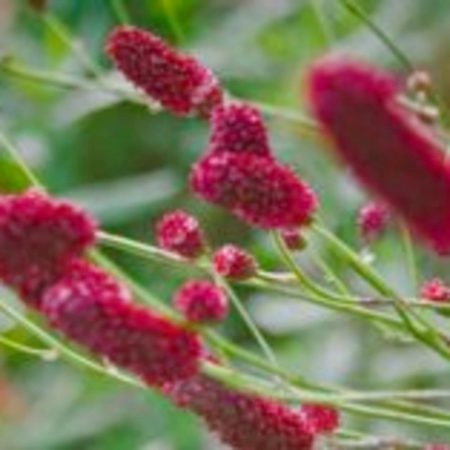 Burnet Seeds