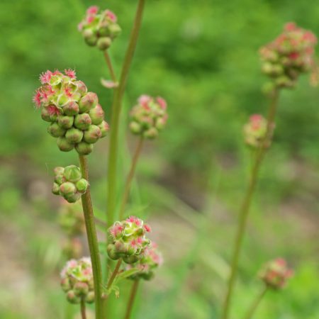 Burnet Seeds