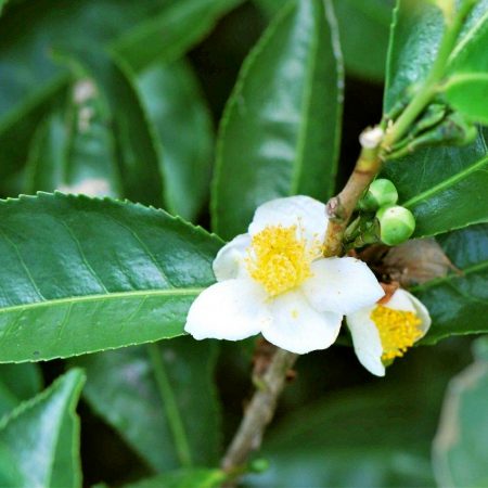 Camellia Sinensis Seeds