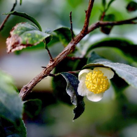 Camellia Sinensis Seeds