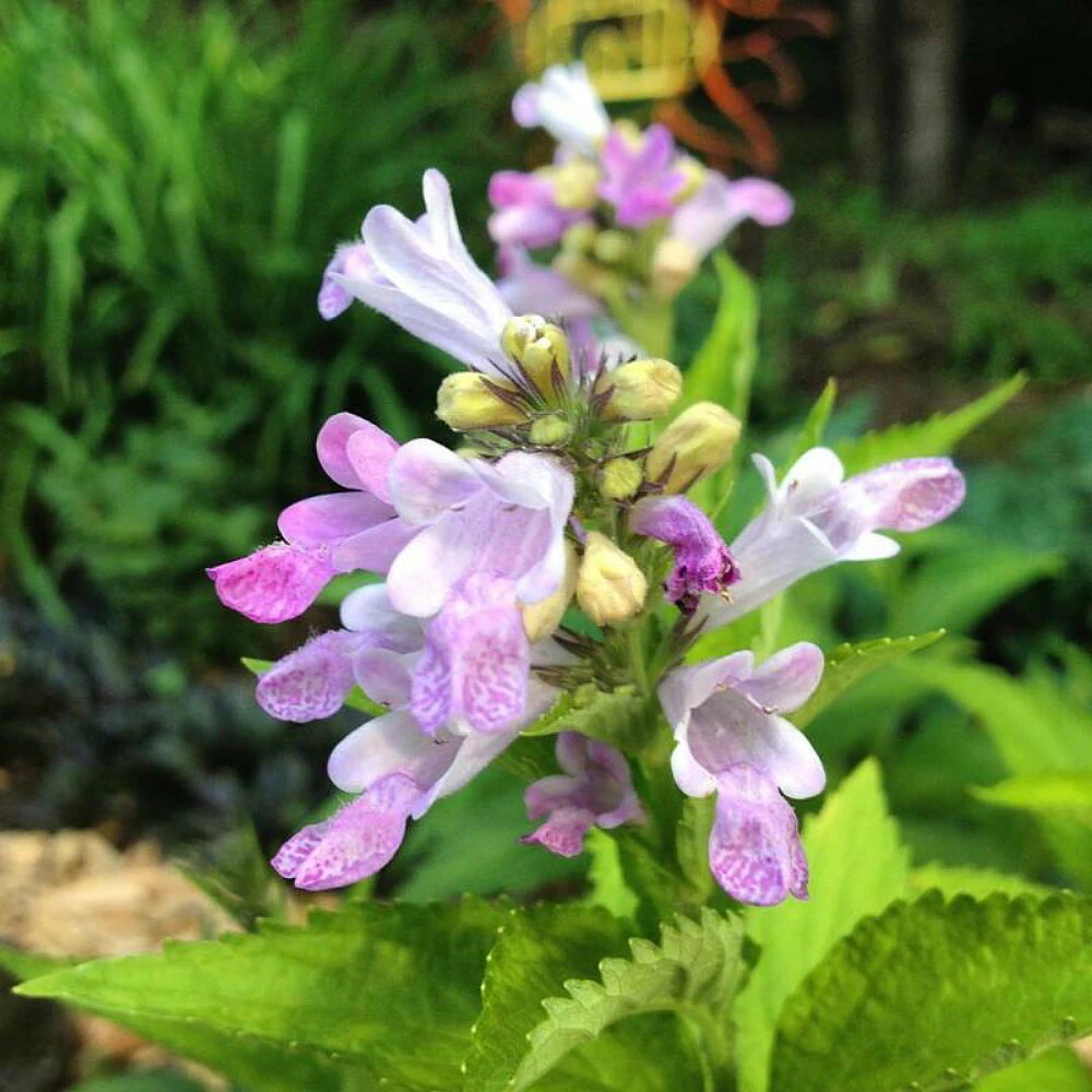 Catmint Seeds