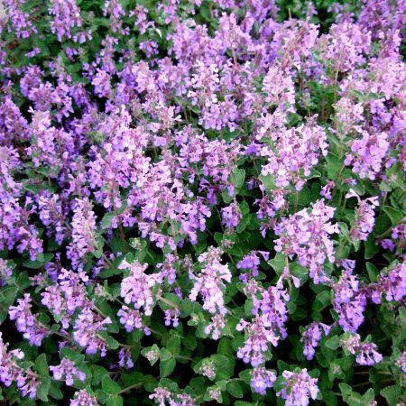 Catmint Seeds