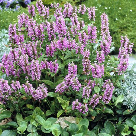 Catmint Seeds