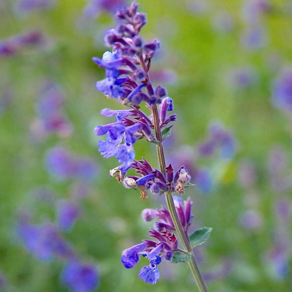 Catnip, Dwarf Seeds