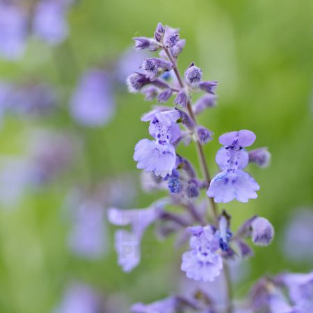Catnip, Dwarf Seeds