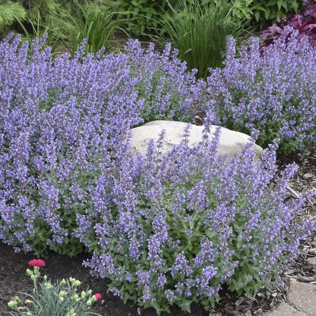 Catnip, Dwarf Seeds