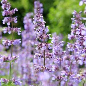 Catnip, Lemon Fragrant Seeds