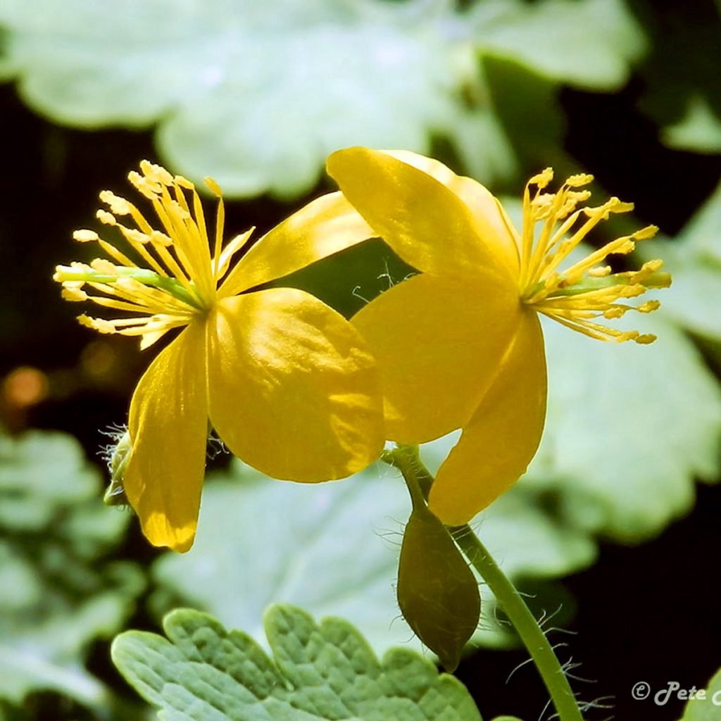 Celandine, Greater Seeds