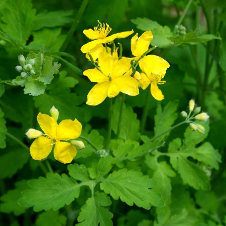 Celandine, Greater Seeds
