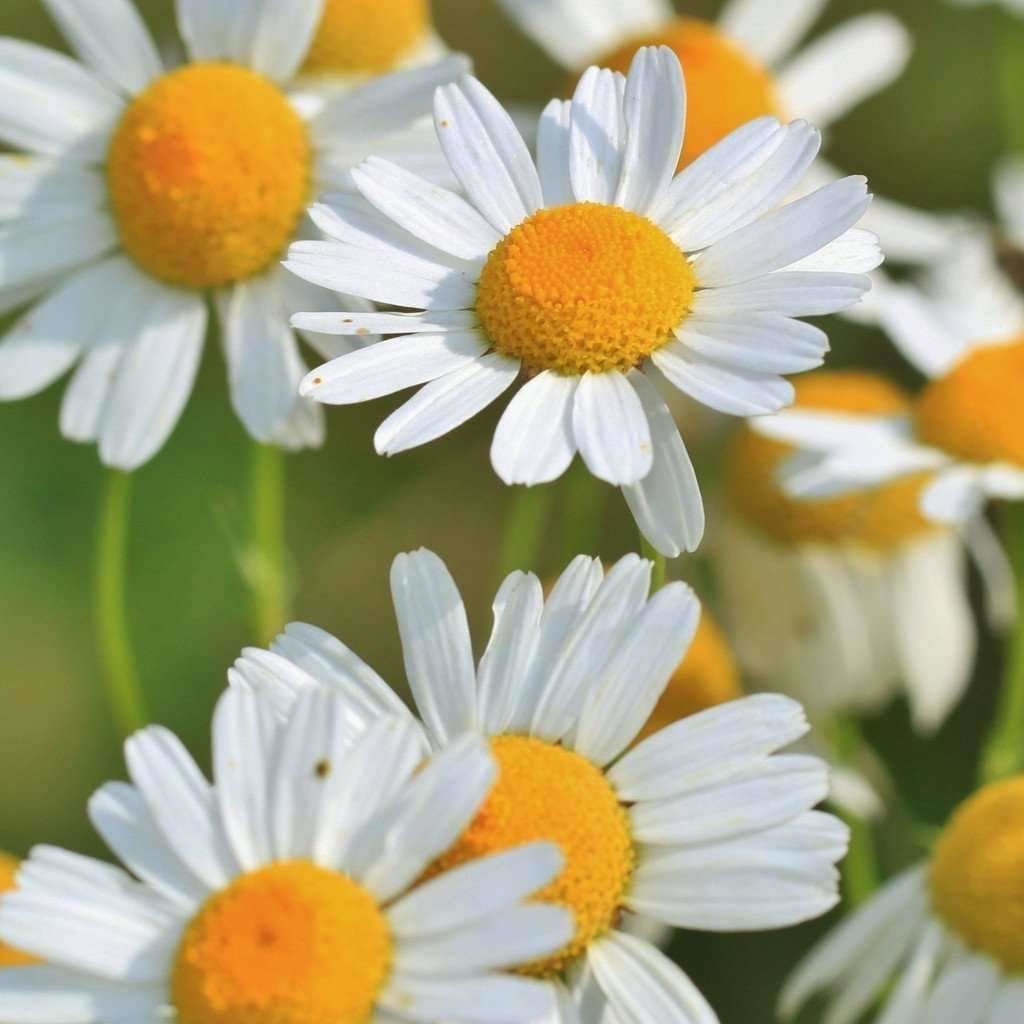 Chamomile, German Seeds