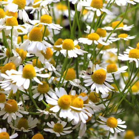 Chamomile, German Seeds