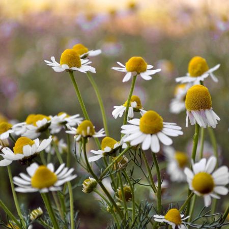 Chamomile, Roman Seeds