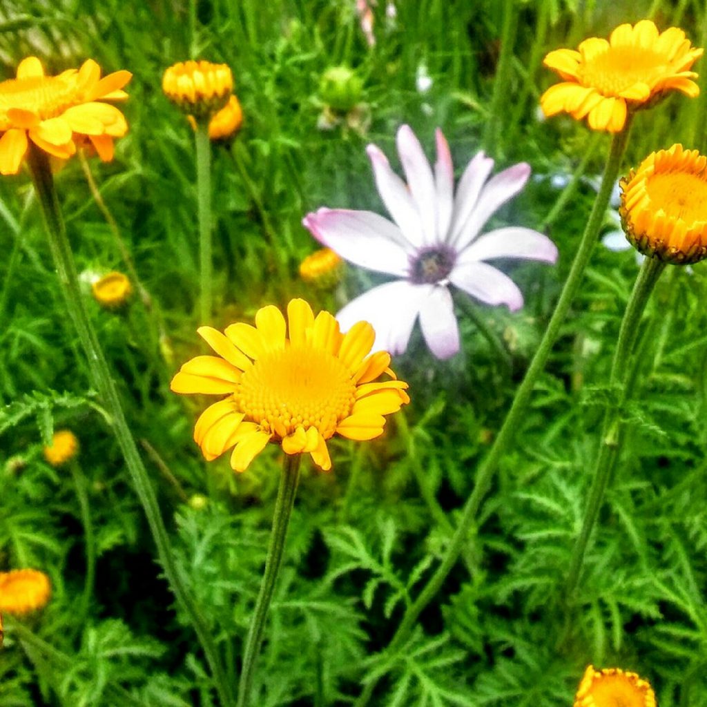Chamomile, St. John's Seeds
