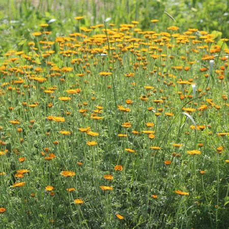 Chamomile, St. John's Seeds
