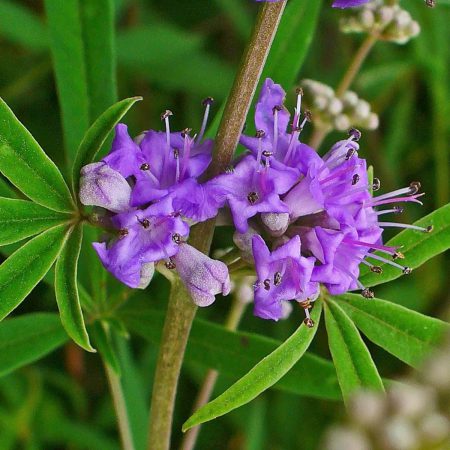 Chaste Tree Seeds