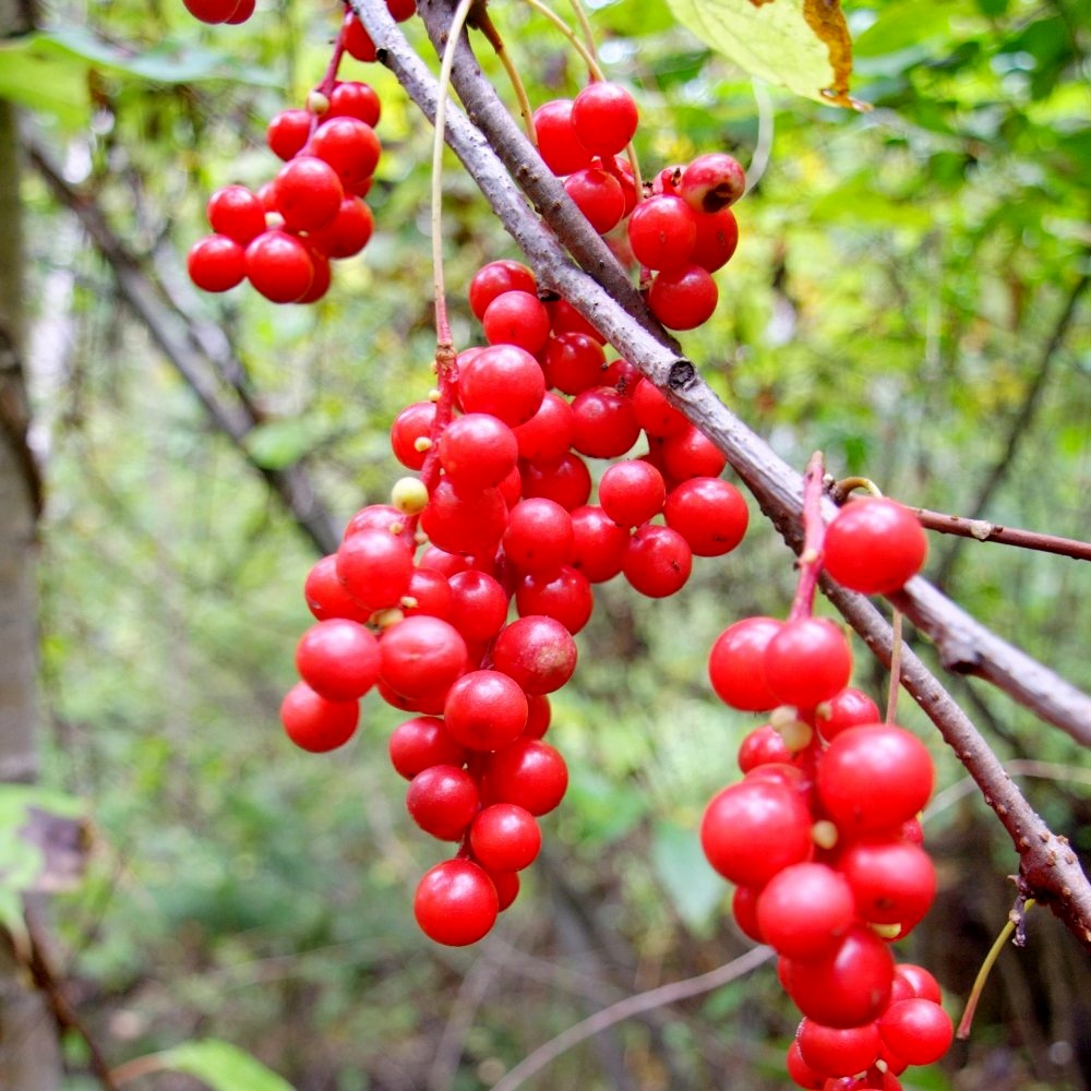 Schisandra Seeds