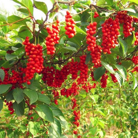 Schisandra Seeds