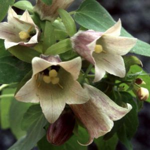 Codonopsis Pilosula Seeds