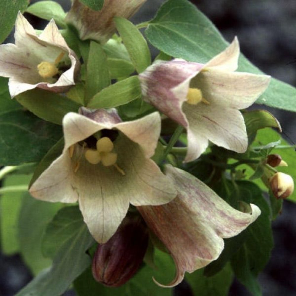 Codonopsis Pilosula Seeds