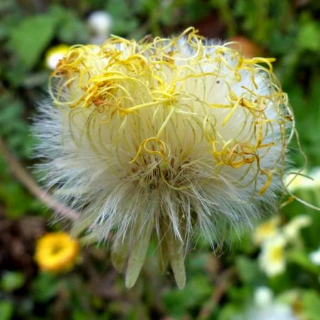 Coltsfoot Seeds