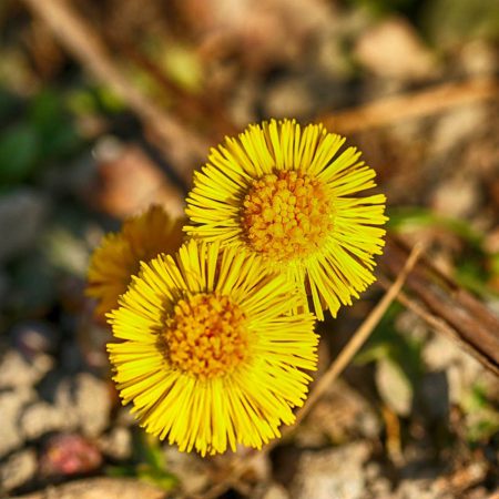Coltsfoot Seeds