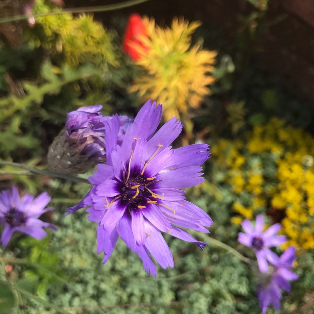 Cupid's Dart Seeds