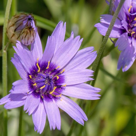 Cupid's Dart Seeds
